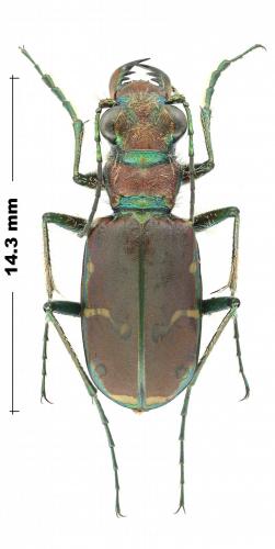 Réf. 244 548 : Cicindela limbalis